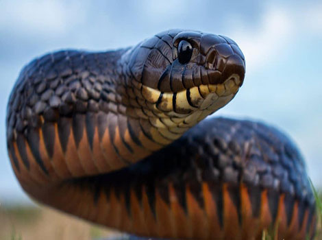 texas indigo snake and glossy iridescence