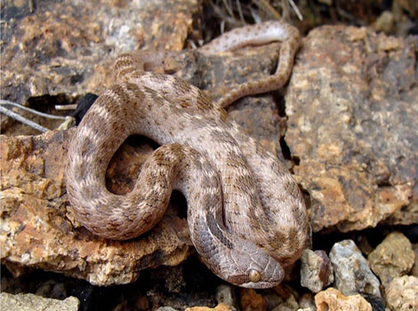 texas night snake and nocturnal activity