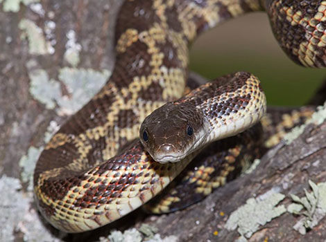 texas rat snake and arboreal behavior