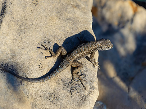 texas spiny lizard and climbing agility