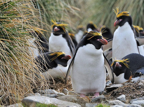 A group of Macaroni Penguins with their distinct yellow crests