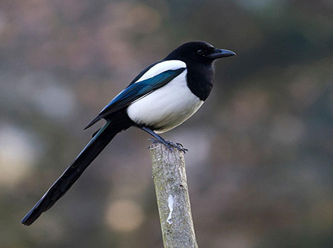 magpie plumage and woodland habitat
