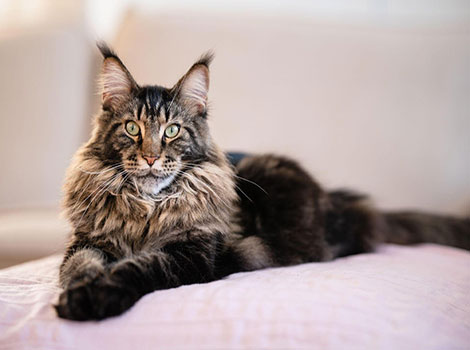 A Maine Coon cat with a luxurious fur coat