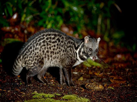 A Malayan Civet is walking on the forest floor