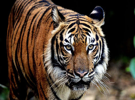 A Malayan tiger with distinctive black stripes