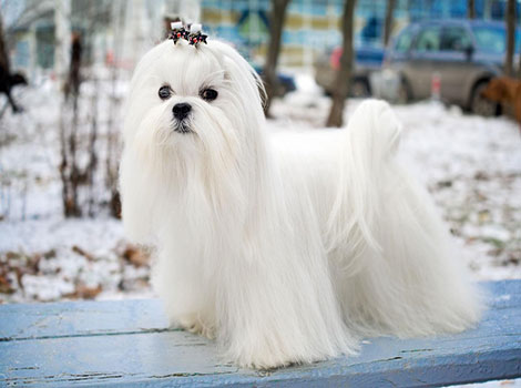 A Maltese dog with a fluffy white coat