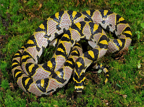 Mandarin Rat Snake orange and black pattern