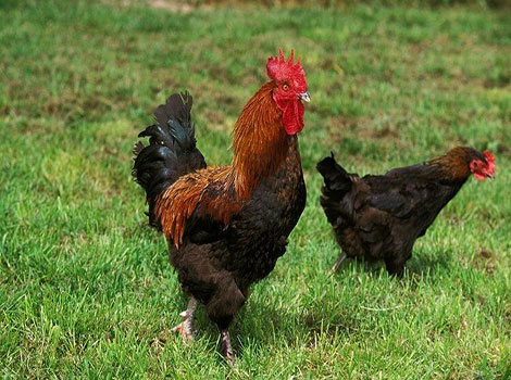 Marans chicken with black copper feathers