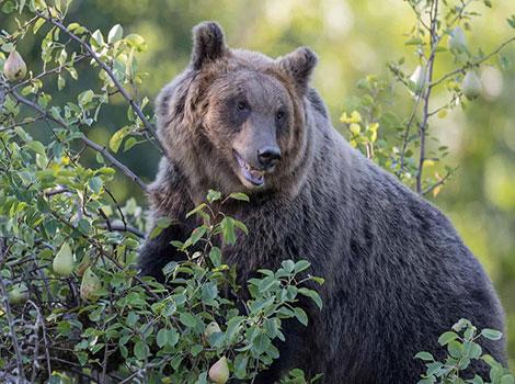 A Marsican Brown Bear is standing among trees