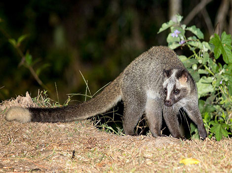 A Masked Palm Civet is walking on the ground