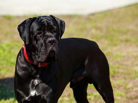 Mastador dog is standing outdoors with a muscular build