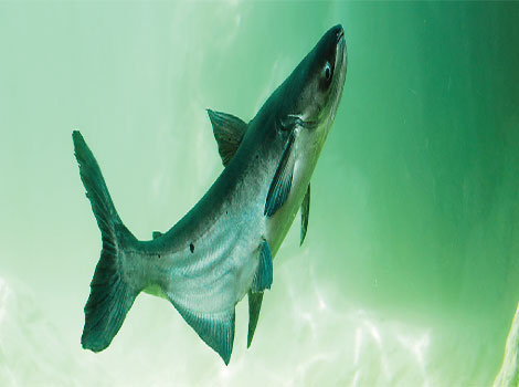 Mekong Giant Catfish size and habitat river