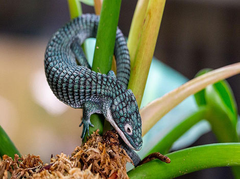 Mexican alligator lizard on branch in forest