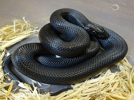 A Mexican Black Kingsnake coiled in a natural environment