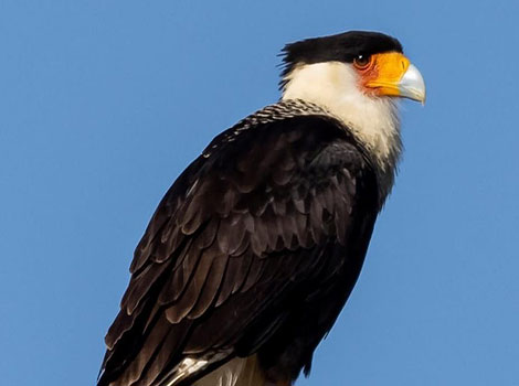 Mexican Eagle flight and desert habitat