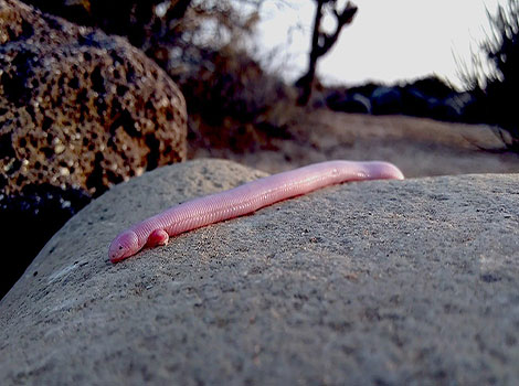 Mexican mole lizard body and claws