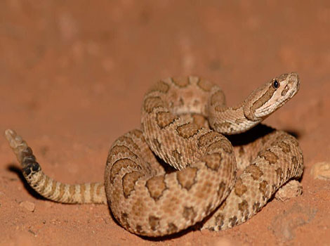 Midget Faded Rattlesnake and faded scales in desert