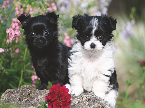 Two adorable Miki puppies with black and white coats