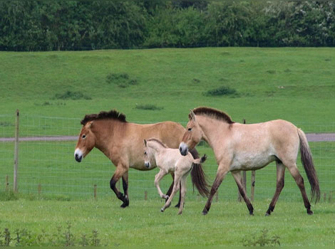 mongolian wild horse speed and endangered species in natural habitat