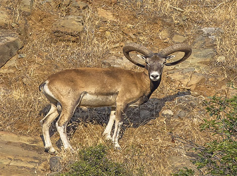 mouflon with curved horns
