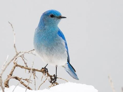 The Mountain Bluebird perched on a branch