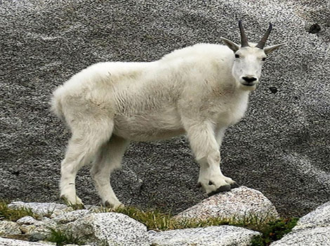 mountain goat horns and high-altitude habitats
