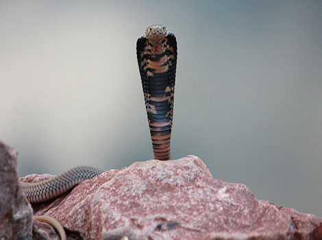 Mozambique Spitting Cobra scales and savanna habitat