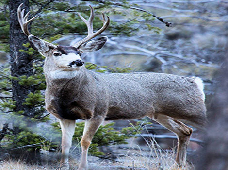 Mule Deer antlers and large ears in natural habitat