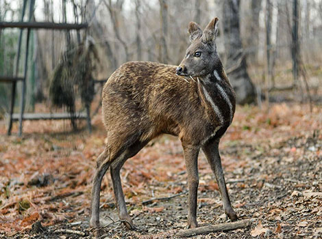 A Musk Deer standing in a forest with distinctive markings