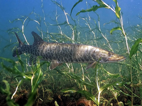 Muskellunge predator size and habitat freshwater