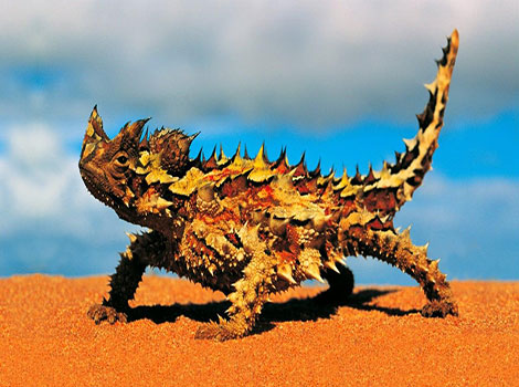 thorny devil and desert adaptation