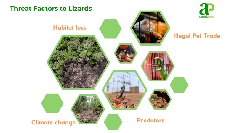 Threat factors to Lizards