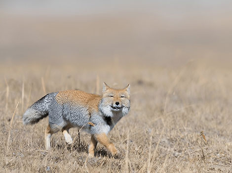 tibetan fox and squarish face