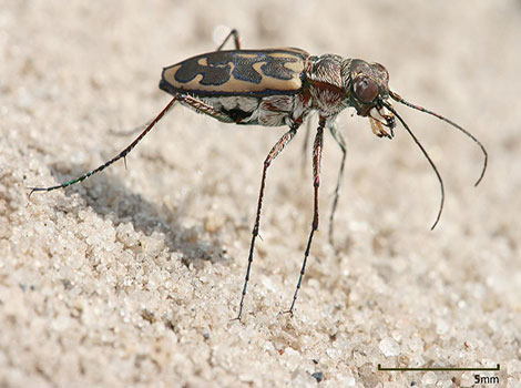 tiger beetle and predatory speed