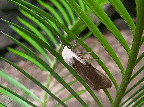 Tiger moth and striking wing patterns