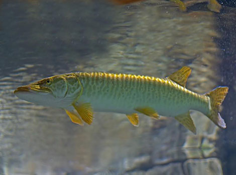 tiger muskellunge and bold striped patterns