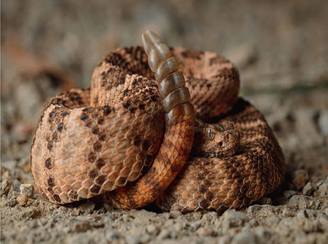 tiger rattlesnake and arid environment