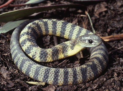 tiger snake and striking band patterns