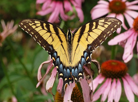 Tiger Swallowtail sipping nectar from a milkweed flower