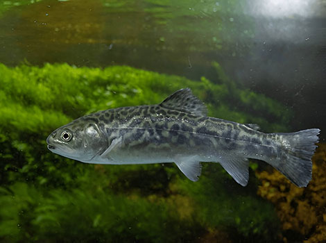 tiger trout and freshwater habitat