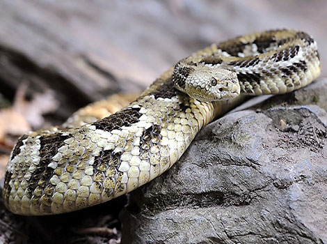 timber rattlesnake and forest habitat