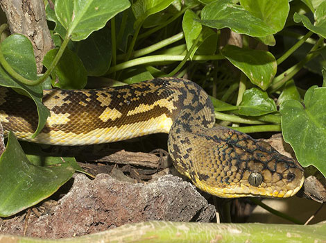 timor python and arboreal lifestyle