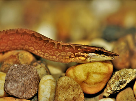 tire track eel and camouflage patterns