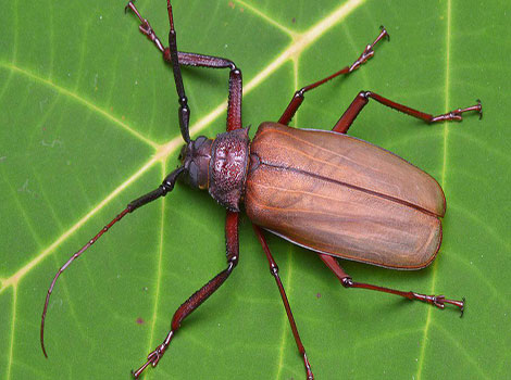 Titan Beetle in the Amazon rainforest with massive mandibles.