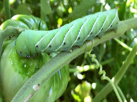 Tomato Hornworm munching on a tomato plant leaf in a North American garden.