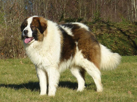 tornjak livestock guardian and strong build