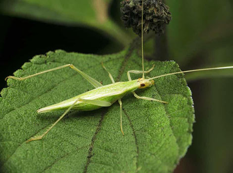 Tree Cricket on a garden leaf with transparent wings raised in chirping position.