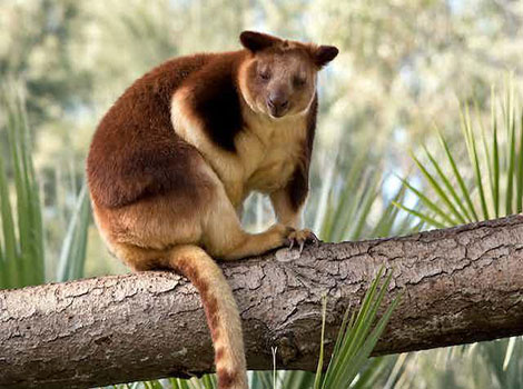tree kangaroo and rainforest habitat