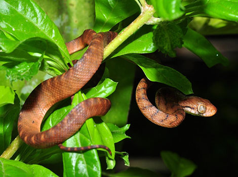 tree snake and mangrove habitat camouflage