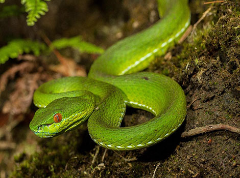 tree viper and vibrant foliage camouflage